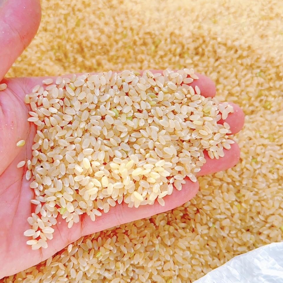 Amazon.co.jp: 江上ファーム 無農薬 玄米 20kg 福岡県産 ヒノヒカリ 令 