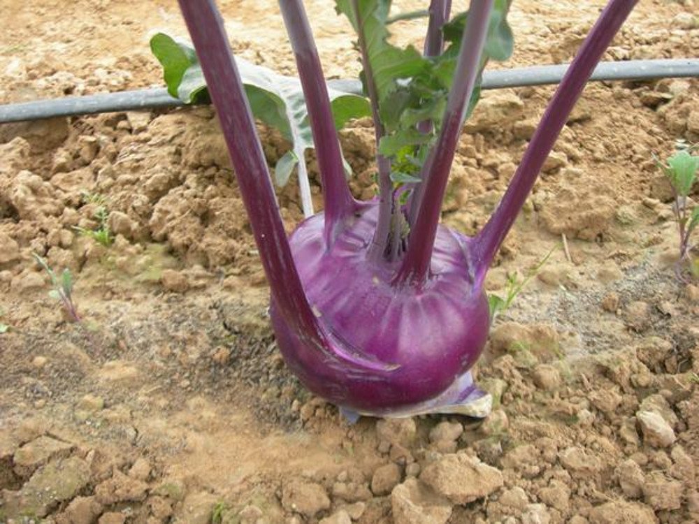 AllThatGrows Kohl Rabi Purple, Kohlrabi Vienna Knol Khol Vegetable Seeds - Pack of 100 Seeds (B07213XSS9) Amazon Price History, Amazon Price Tracker