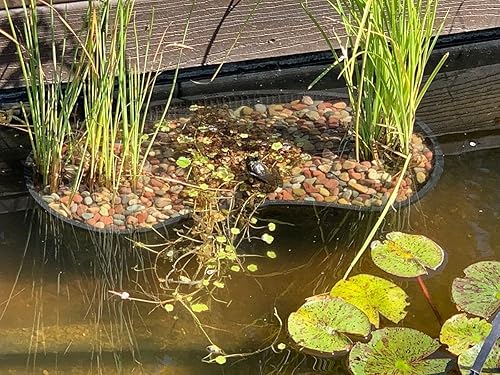 Miniatura 4 de PondH2o - Cesta de plástico con forma de riñón de malla ranurada para plantas acuáticas, 17 pulgadas (17.3 in), paquete de tres (3), perfecto para