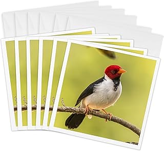 3dRose Greeting Cards - Brazil, Pantanal. Yellow-billed cardinal on limb. - 6 Pack - Birds
