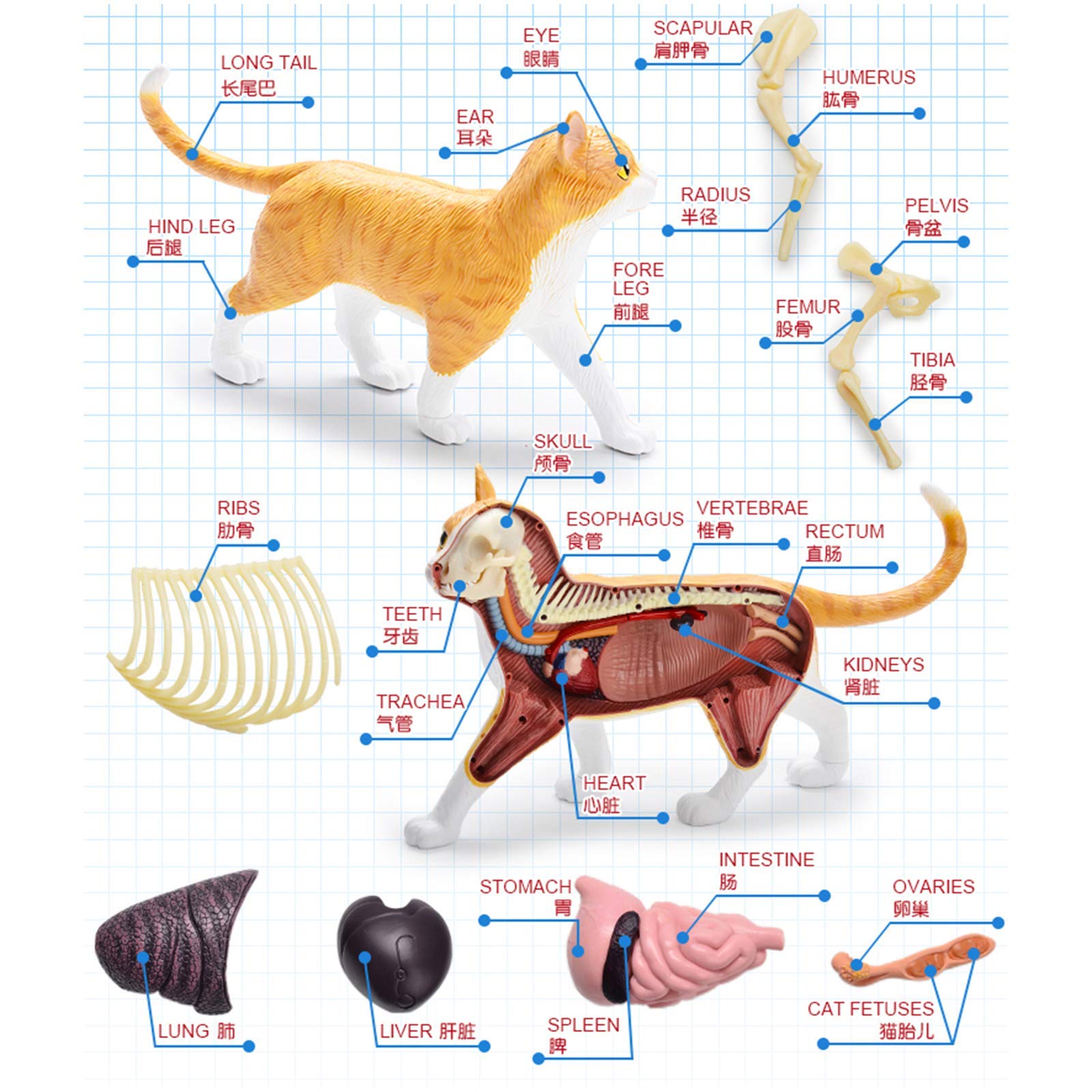 Chiroyli BBW porno Katta eshak bilan porno jinsiy aloqa