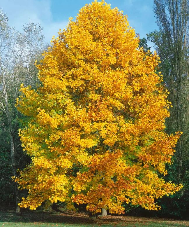 2 Tulip Poplar Trees - 12-18" Tall Live Plants - American Tulip Tree Seedlings - Liriodendron tulipifera - (2 Pack)