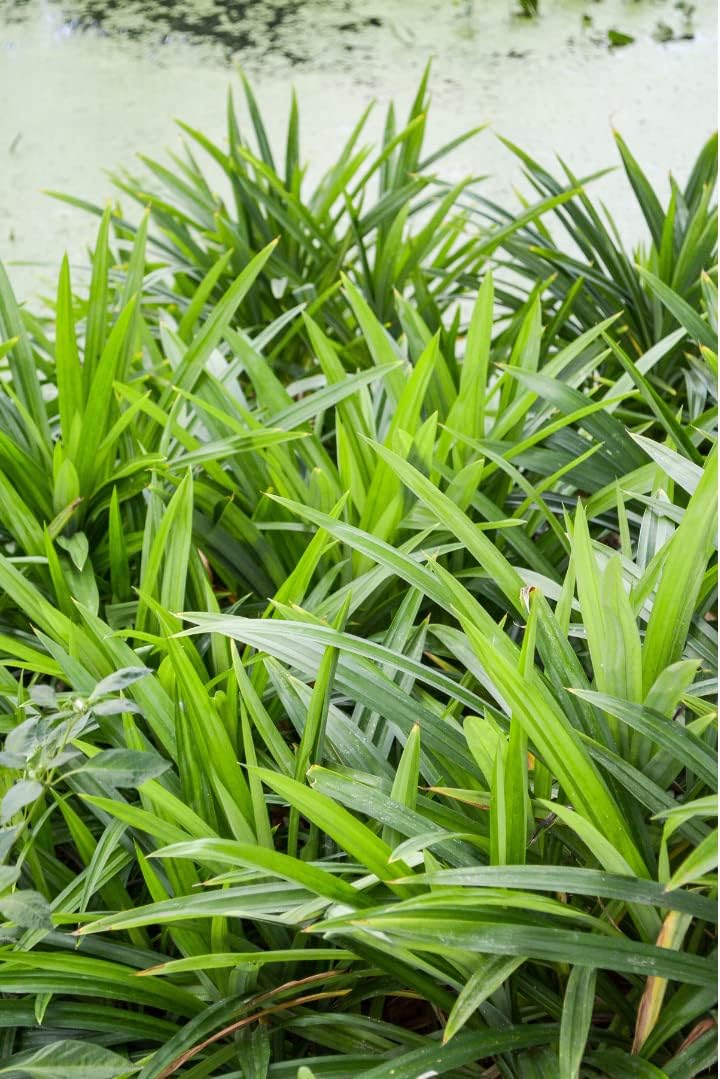 Pandan Plant Live 8 to 10 Inches in 4'' Pot, Pandan Leaves