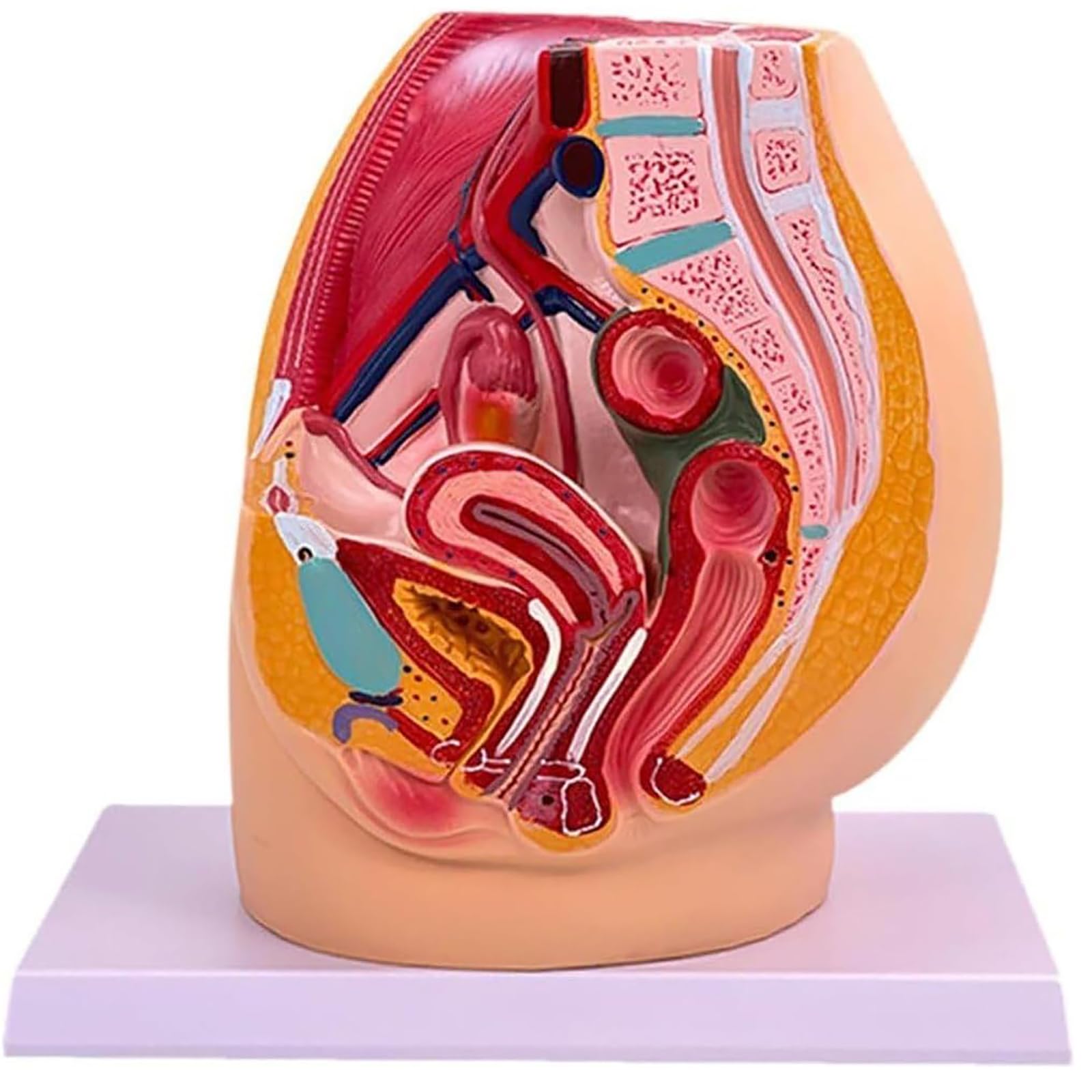 Adtzpc Human Model Median Sagittal Section Model, Female Pelvic Anatomical Model With Removable Organs, Female Urogenital Utterus System Model, Life Size for Scientific Education Research