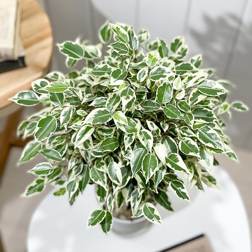 Amazon｜PLANCHU 観葉植物 フィカス ベンジャミン スターライト