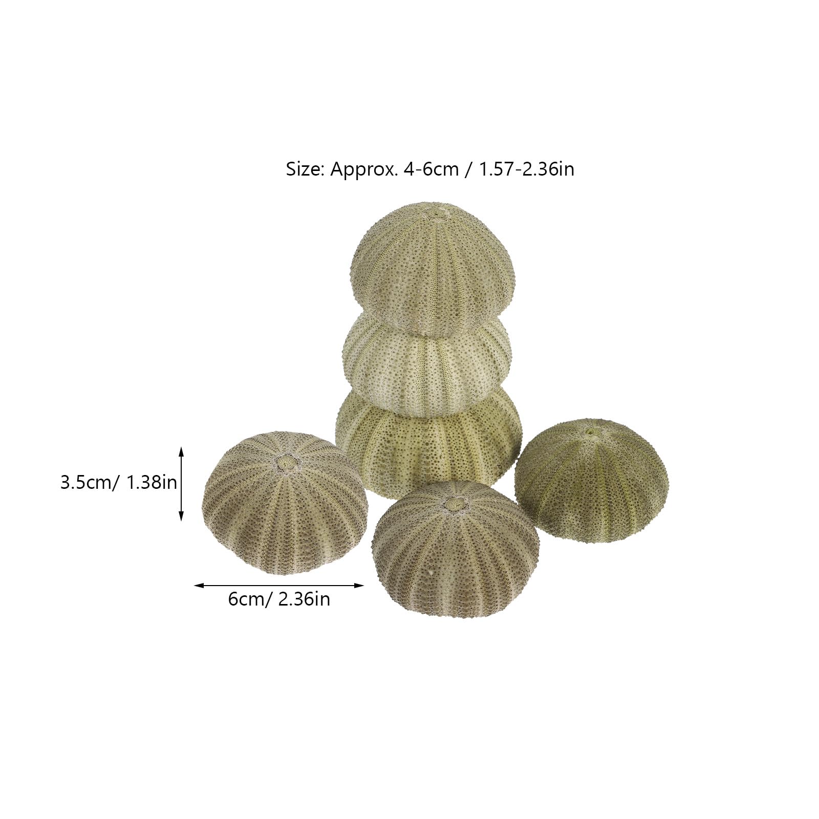 Seeigel Schalen 6 Stück Natürliche Muscheln 4–6cm für Wohnraum Deko und Strand Zubehör mit Halter für Sukkulenten und Bastelideen