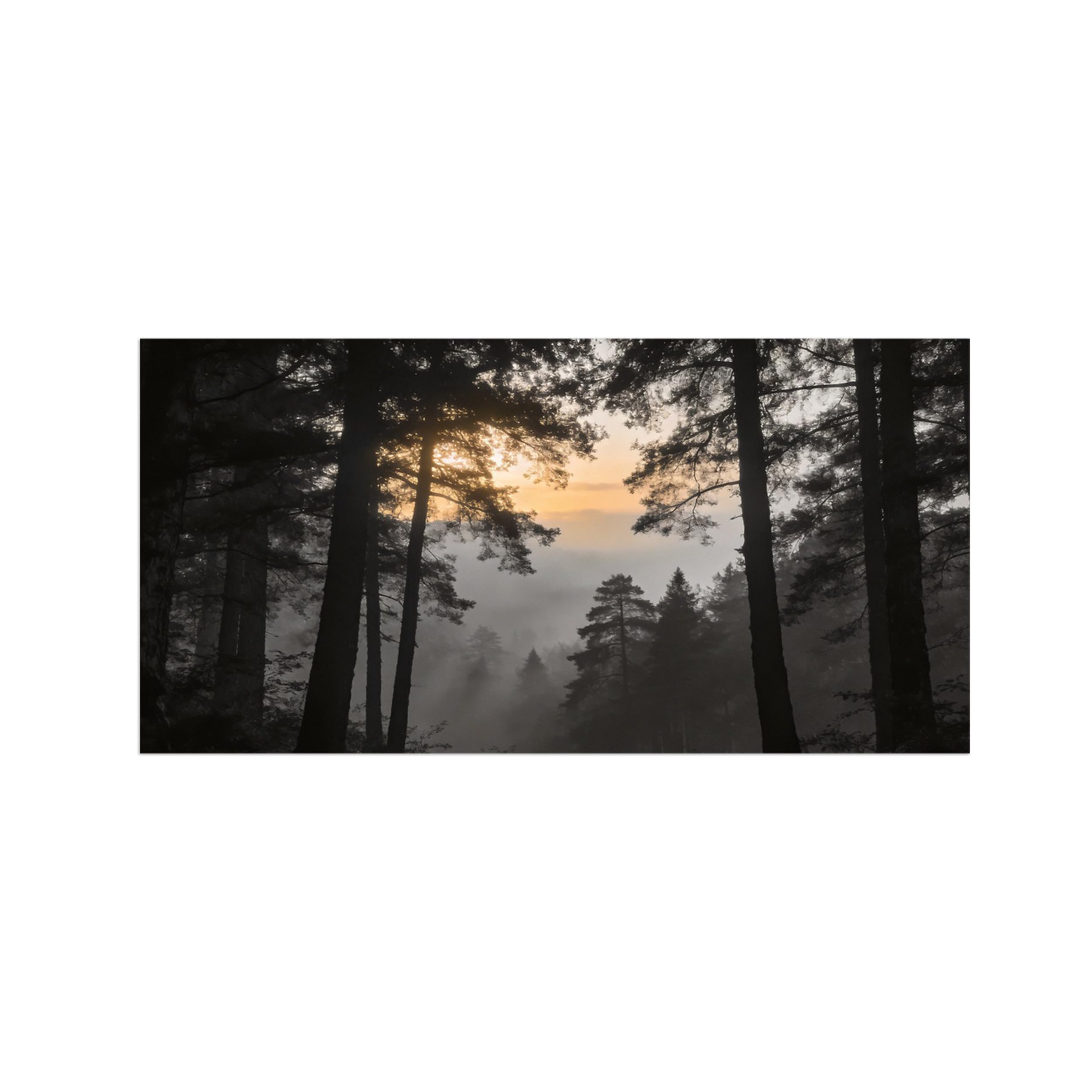 OZPWBVY Black and White Landscape Print Painting-Forest Tree Sunrise-Minimalist Canvas Wall Art Picture for Home Decor 24x47in 60x120cm Unframed
