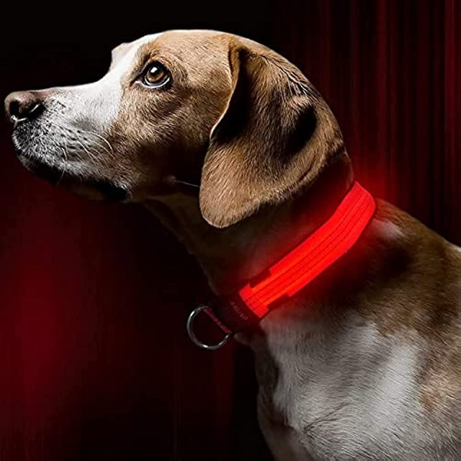 GreenzLED Light Dog Collar, Adjustable USB Rechargeable Glowing Pet Safety Collar, Waterproof Reflective Light Up Collars for Your Dogs (Candy Red, XS [35-40] CM)