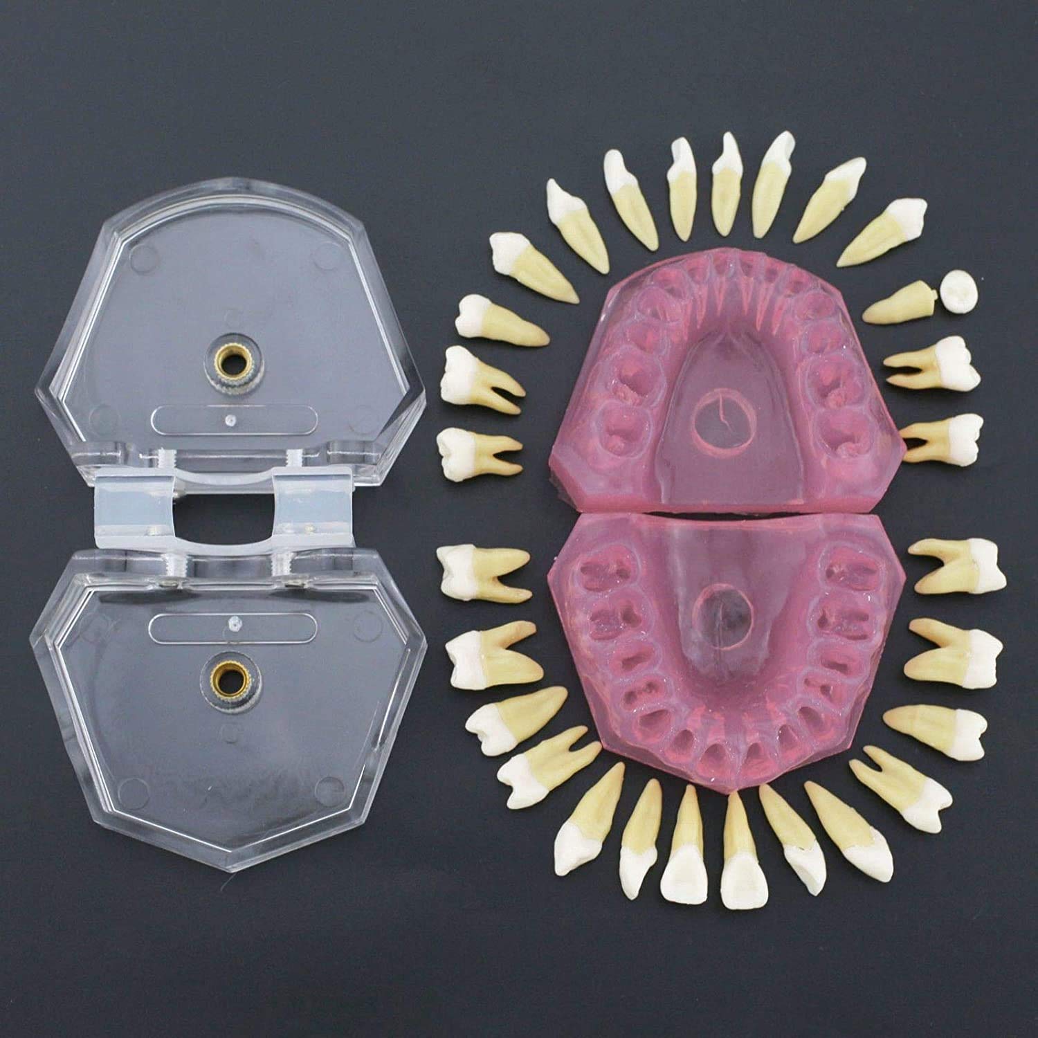 Modello di Denti, Gengive Morbide Smontaggio Completo, Estrazione Dentale Completa per L'odontoiatria O Il Dentista con Pazienti