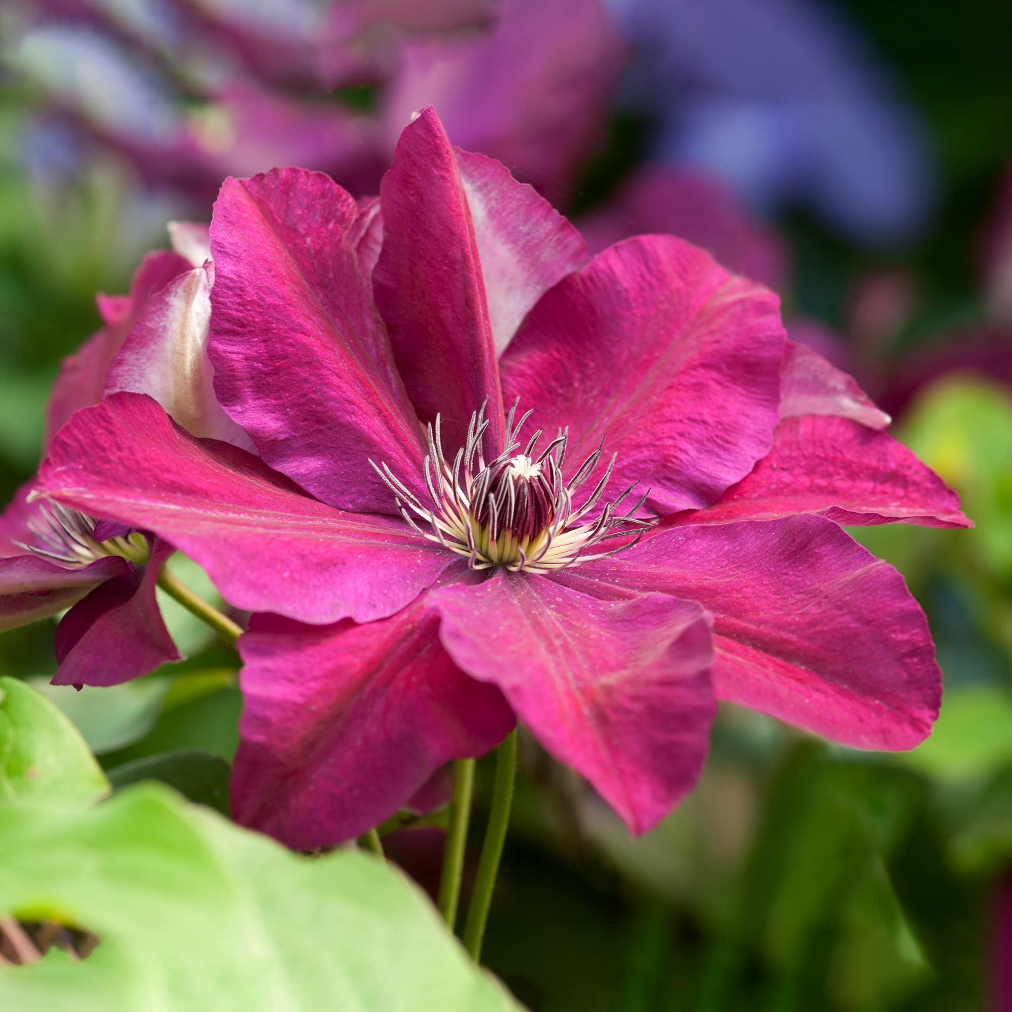 GardenersDream Clématite Westerplatte - Plante Grimpante Rouge Vif Résistante au Froid - Clématite Vivace Persistante - Plante Extérieur Jardin Variété Polonaise