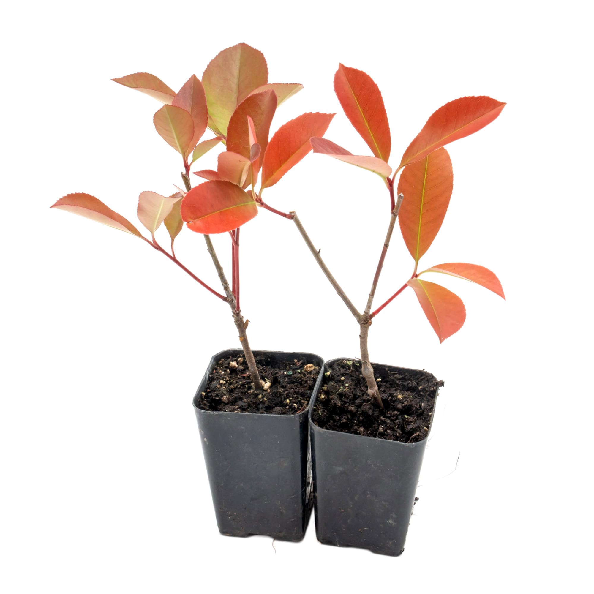 2 Red Tip Photinia