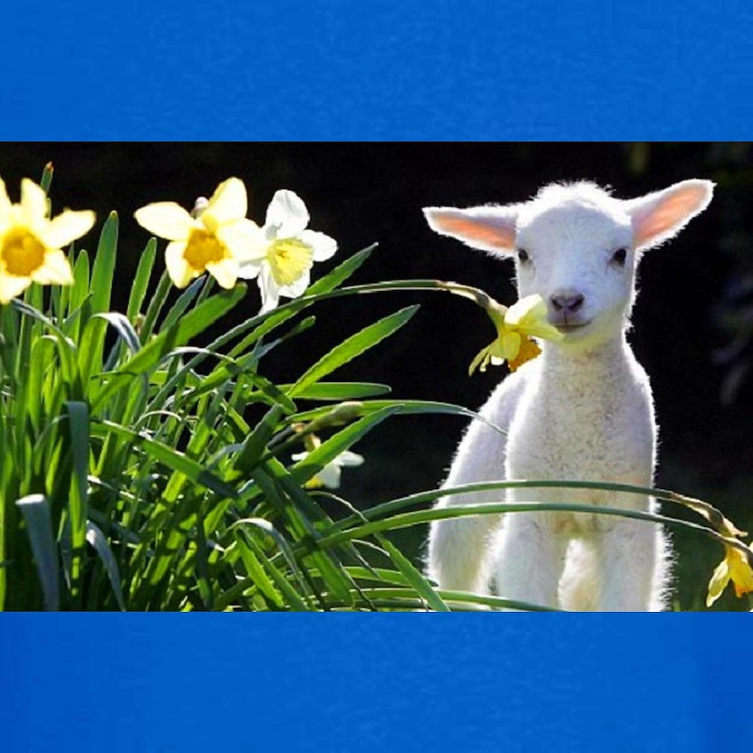 CafePress Easter Lamb and Flowers Kids Dark T Shirt Kids Dark Cotton T-Shirt