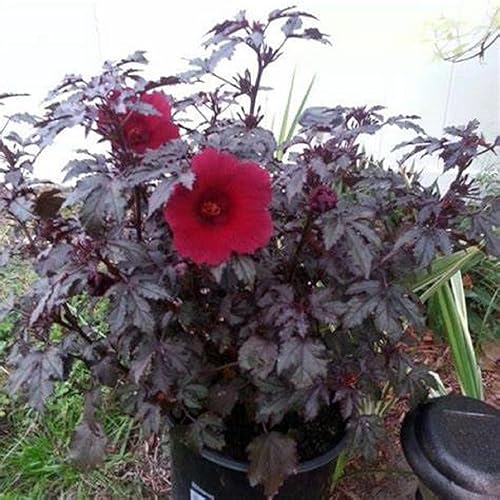 Miniatura 2 de CHUXAY GARDEN 5 semillas de hibisco 'esplendor de caoba', hibisco de hojas rojas, rosela falsa, malva rosa africana, preciosas flores rojas, hierbas