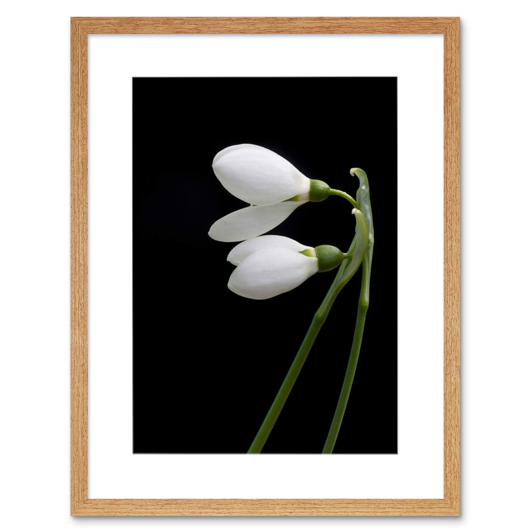Wee Blue Coo Snowdrops Spring Flowers Bloom White Black Framed Wall Art Print