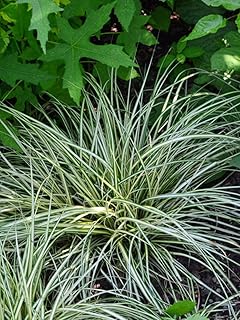 Perennial Farm Carex o. 'Evergold' (Variegated Japanese Sedge) – Live ...