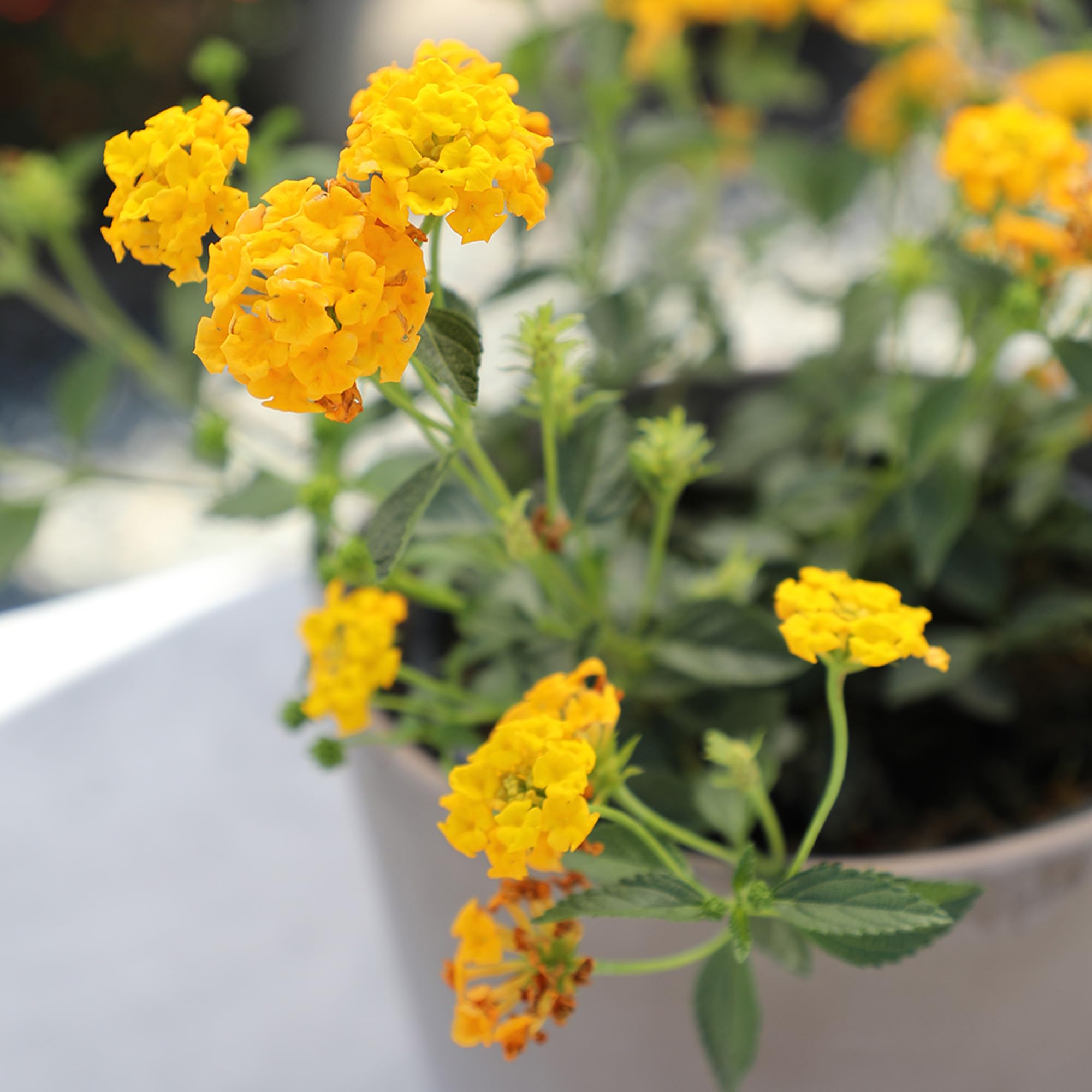 Amazon.com : Multicolor Lantana Flowers (4 Pack), Live Outdoor Flowering  Plants, Easy Plant Care, Attracts Pollinators, Extended Bloom, Heat and  Drought Tolerant, Real Flowers : Patio, Lawn & Garden
