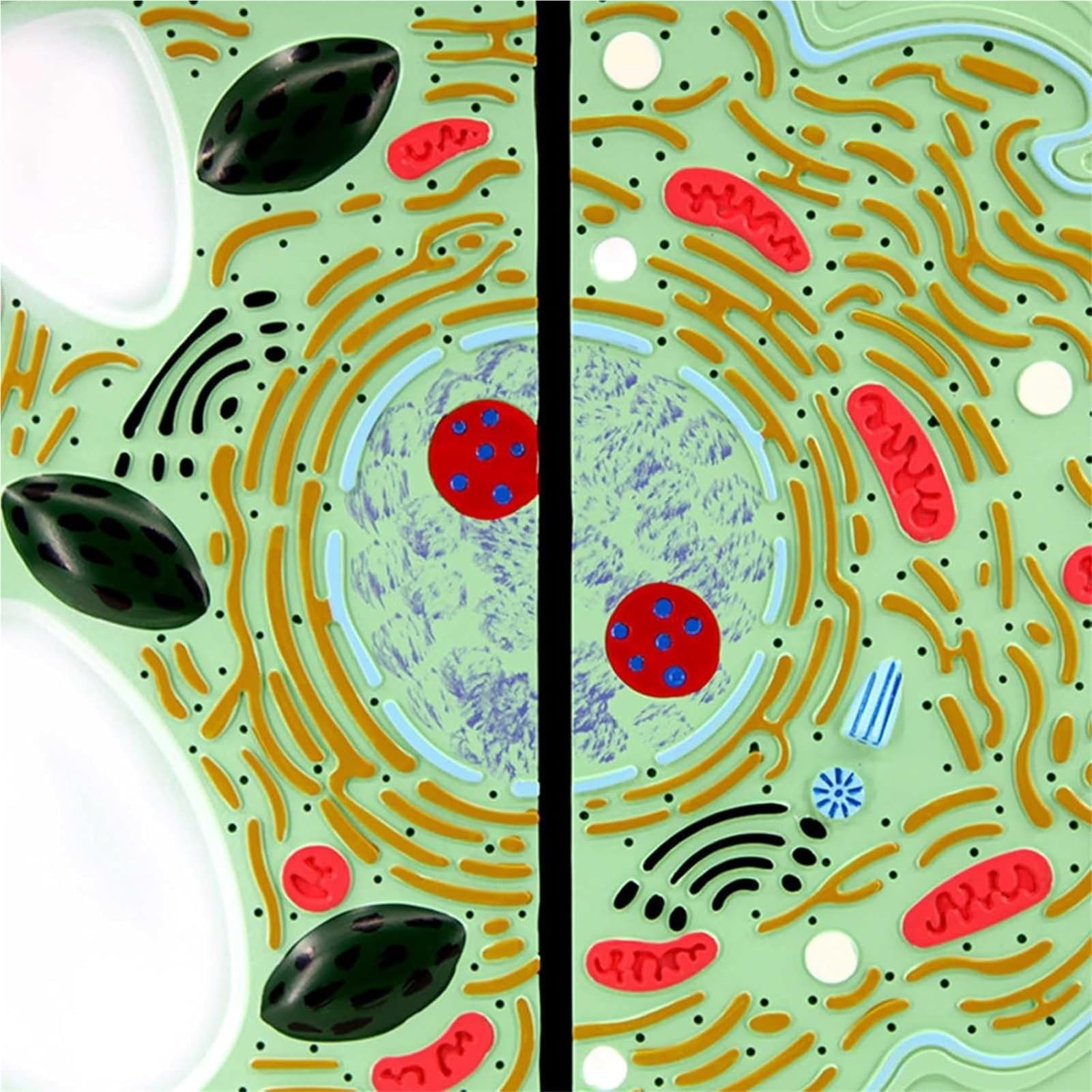 Biologische Zellmodelle, Tier- und Pflanzenzell-Organanatomiemodelle, Zellmikrostruktur-Anatomie, Dekorations- und Lehrmittel für den naturwissenschaftlichen Unterricht