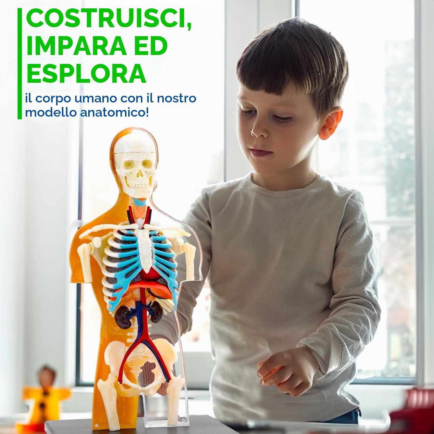 Thames & Kosmos , 260830, Human Body Anatomy Model, 37 Parts with Stand And Guide Book, Build Your Own Human Body, Nature Discovery Range, Ages 8+