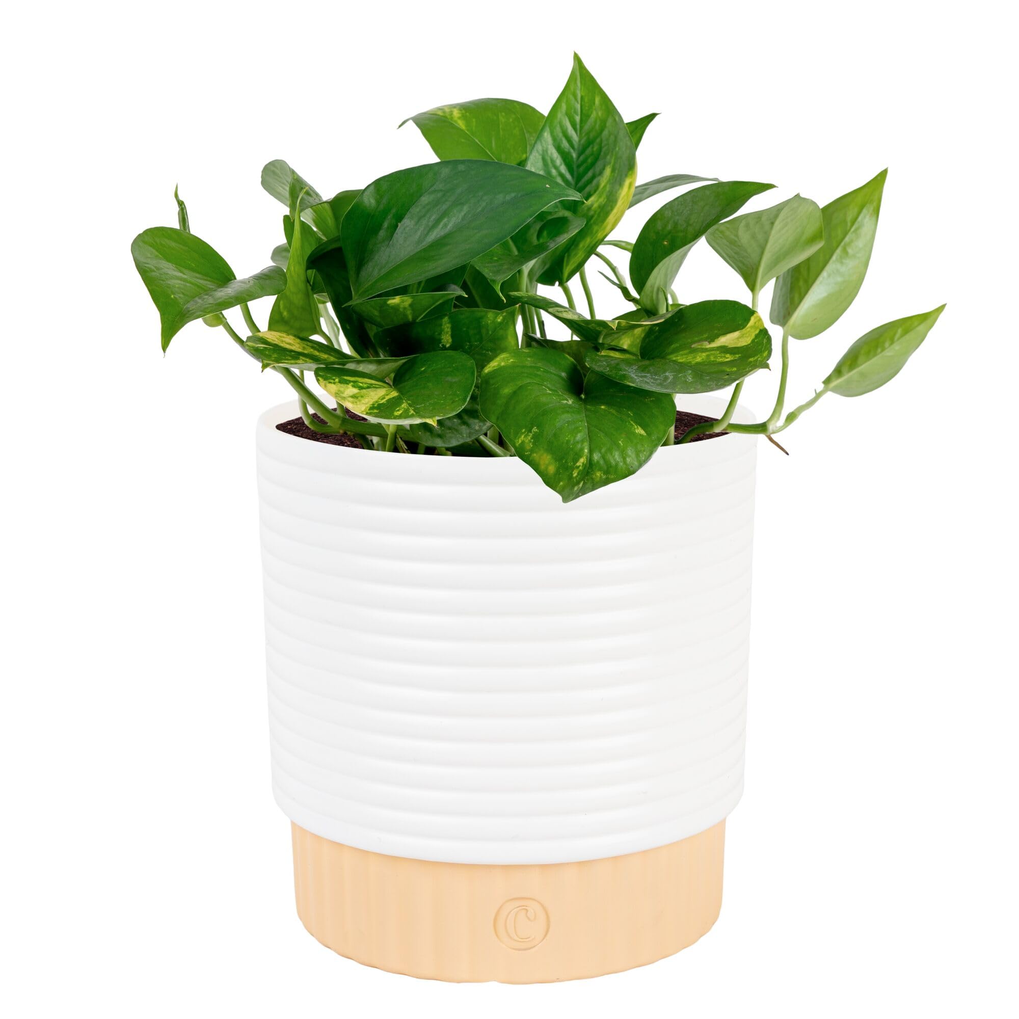 Costa Farms Golden Pothos Live Plant, Easy Care Indoor House Plant in Modern Decor Planter Pot, Potting Soil, Natural Air Purifier Houseplant, Housewarming Gift, Home Decor, Room Decor, 10-Inches Tall