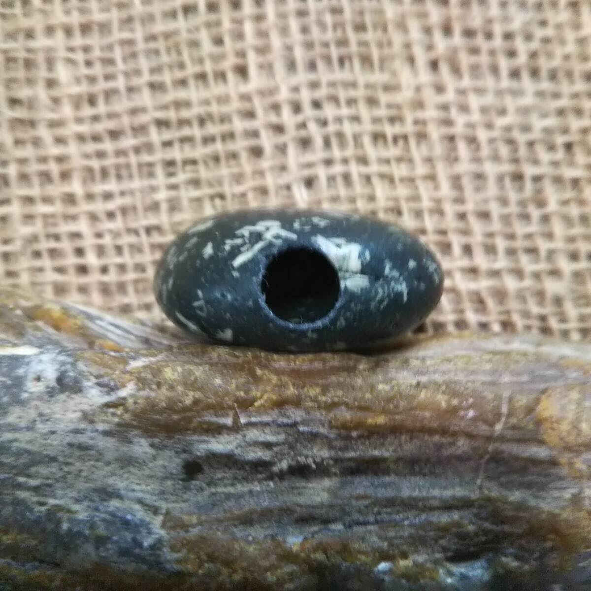 Amazon | 石笛md松葉石フズリナ化石？自然石37g 303 | 化石