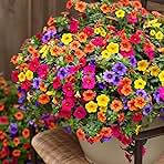 5000+ Petunia Seeds - Mixed Rainbow Color, Bonsai, Grandiflora Flowers, 1500 mg Heirloom Seeds, Flower Seeds, Pollinator Garden, Open Pollinated, Non-GMO, Indoor and Outdoor