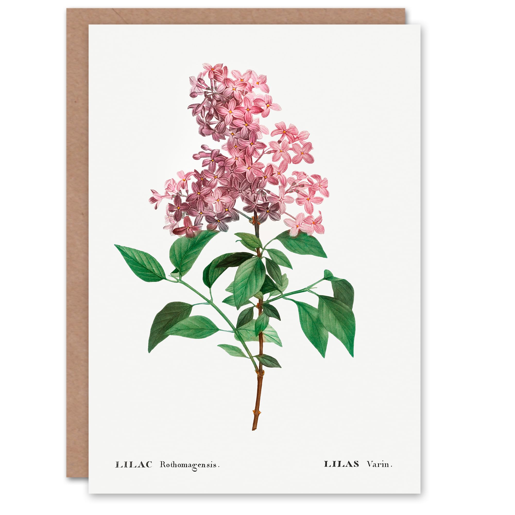 Artery8 Pierre-Joseph Redouté Art Card Chinese Lilac Vintage Floral Illustration