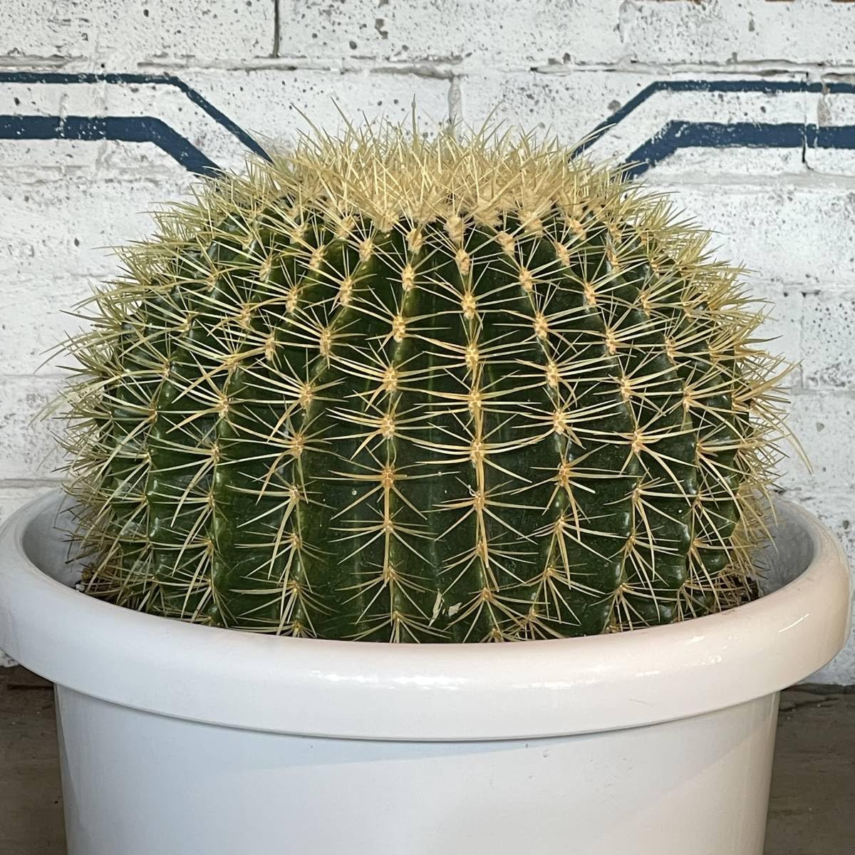 越冬済み 大株　9頭発根済み　ウチワサボテン アメリカンハウス　金鯱　アメリカ 金鯱 サボテン 【大株】【A】 - メルカリ