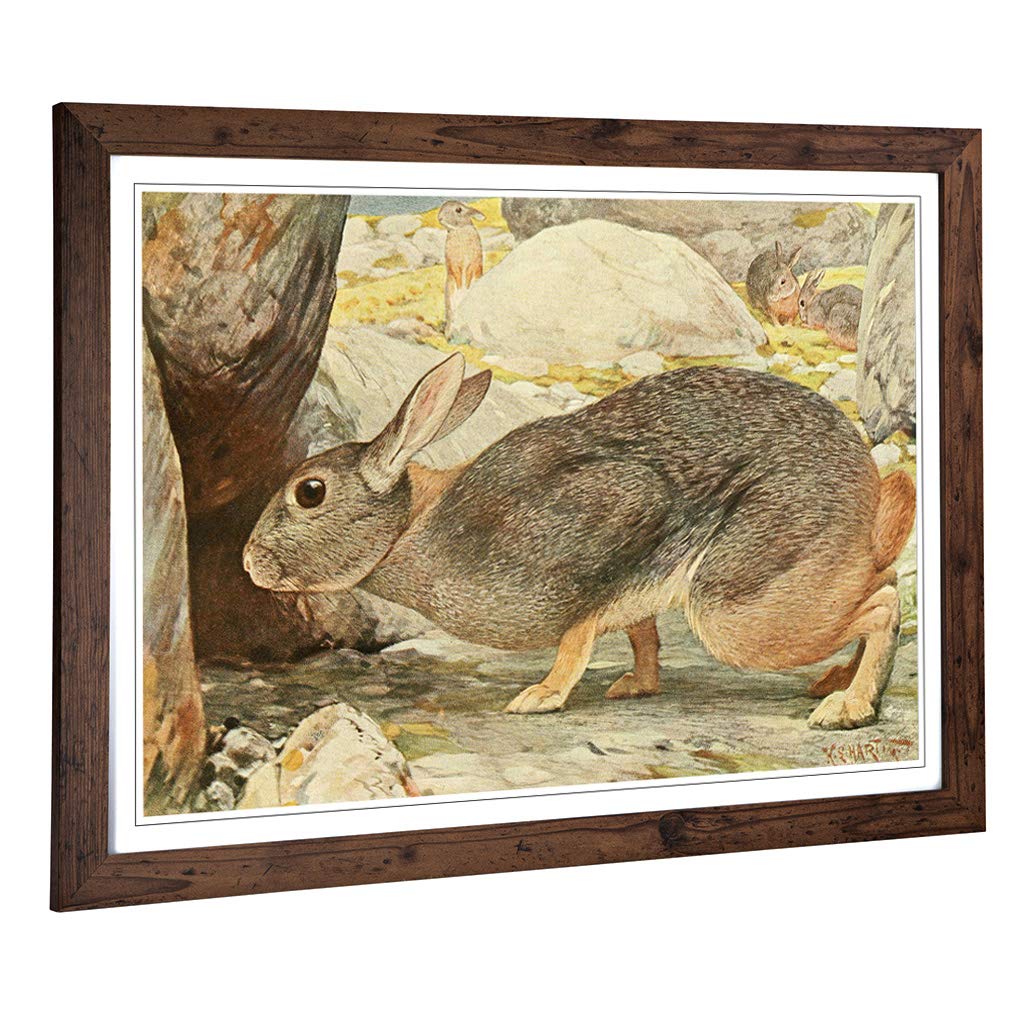 Big Box Art Framed Print of Vintage Karl Ludwig Hartig Red Rock Hare Design | Wall Art Picture | Home Decor for Kitchen, Living Room, Bedroom, Hallway, Walnut, A2 / 24.5x18 Inch / 62x45cm