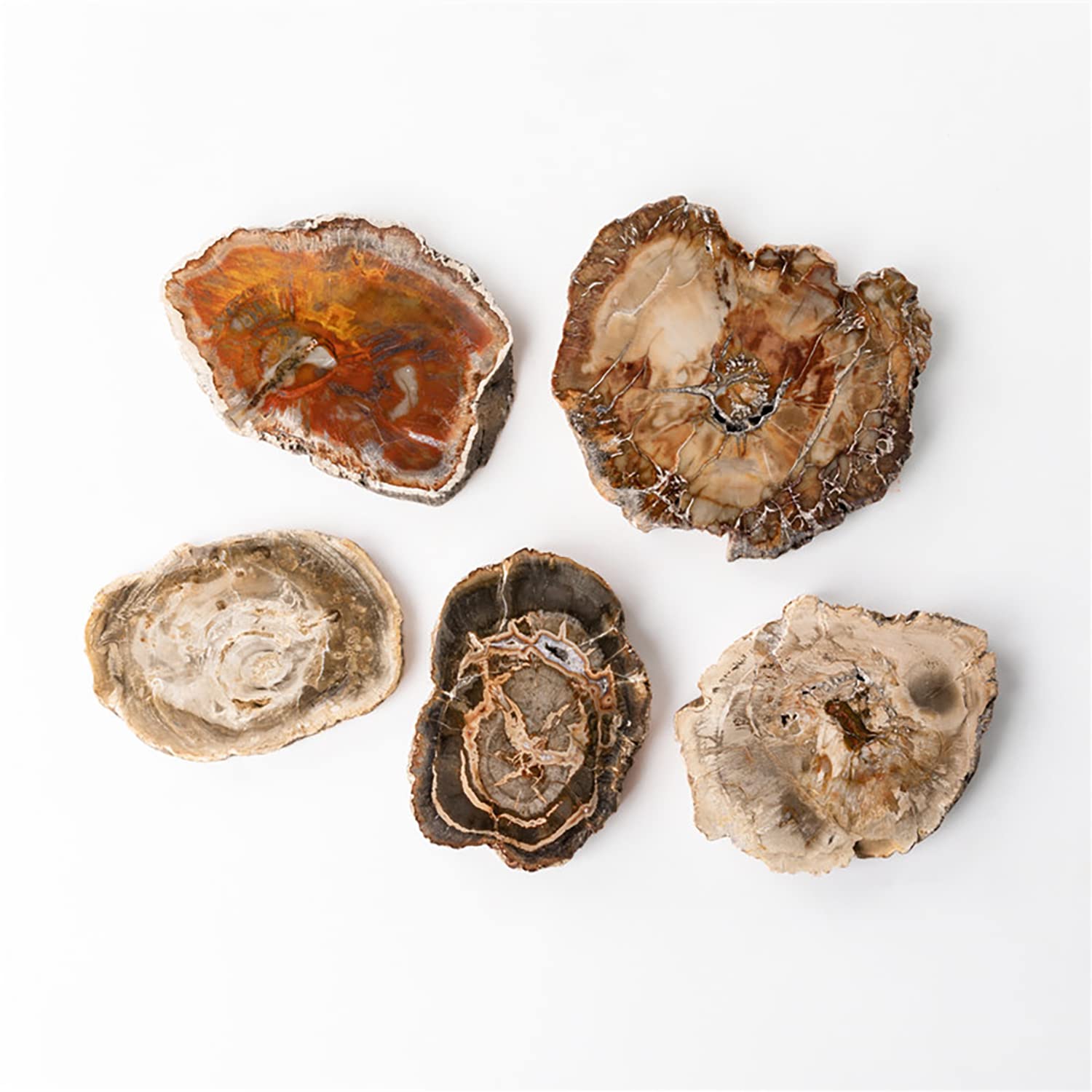 天然石プレート 化石入り大皿 天然石プレート 化石入り大皿