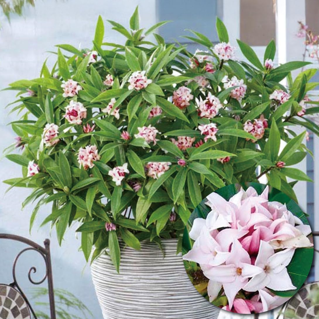 木花様 Amazon.co.jp: 花木 四季咲き沈丁花 ピンクエターナル