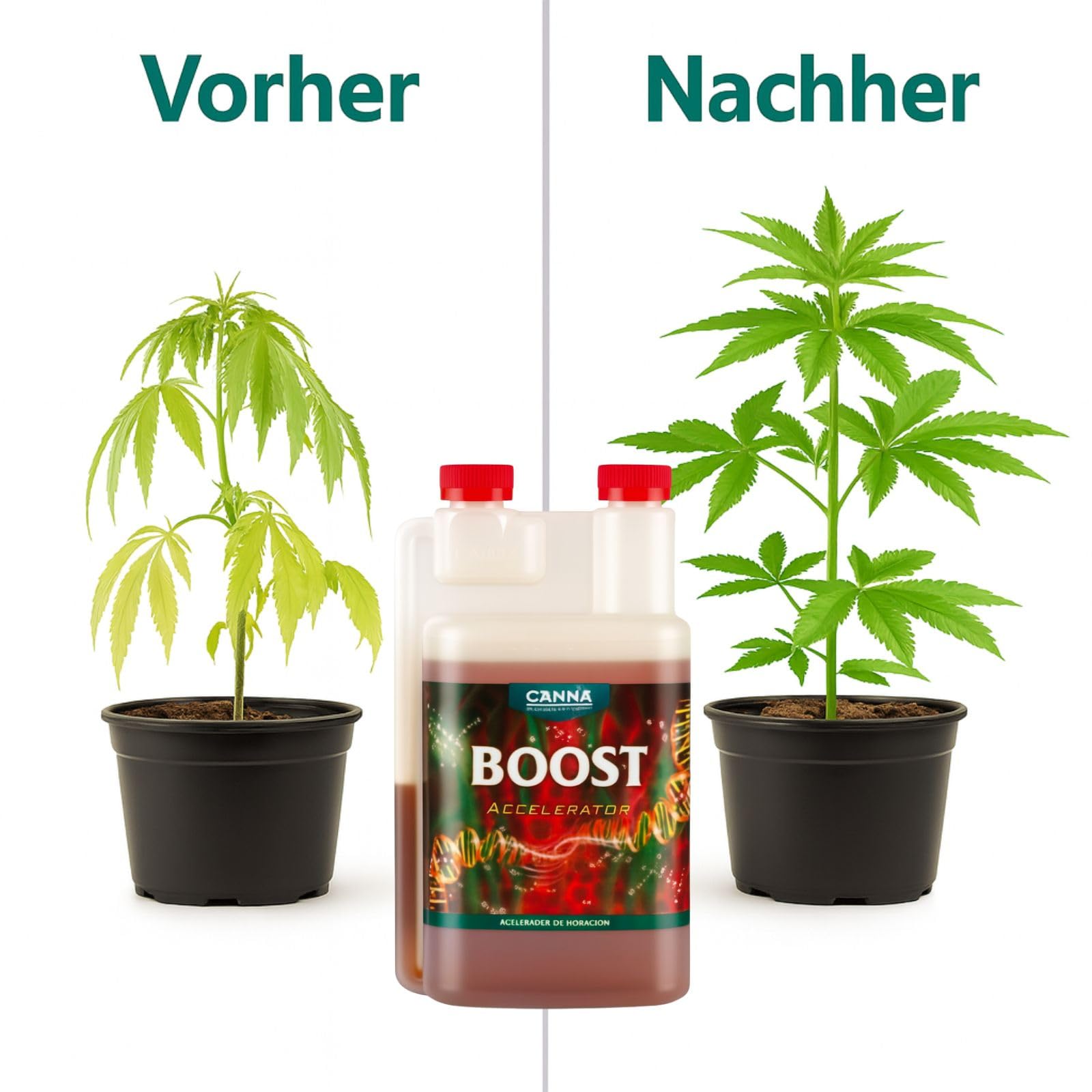 Weedness Canna Boost 1 Liter Blütestimulator – Bio Dünger NPK Grow Blüte Booster Tomaten Gurken Flüssigdünger Organischer