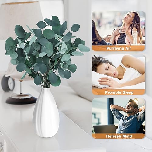 Miniatura 3 de Tallos de eucalipto preservados secos, 7-10 hojas de dólar de plata natural real, ramas de plantas de eucalipto frescas reales de 5 a 17 pulgadas
