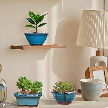 みぃこどん品　T. Succulent Form × Nizandaセット みぃこどん様専用品 T. Succulent Form × Nizandaセット - メルカリ