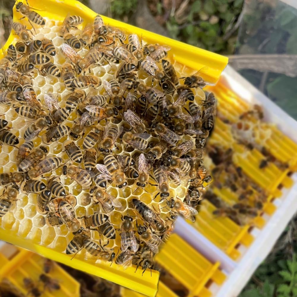 1set 4-Way Queen Bee Mating Nuc Box – 120kg/m³ High-Density EPS Insulated | Multi-Queen Rearing Complete Small Hive Kit for Beginner & Hobbyist Beekeepers