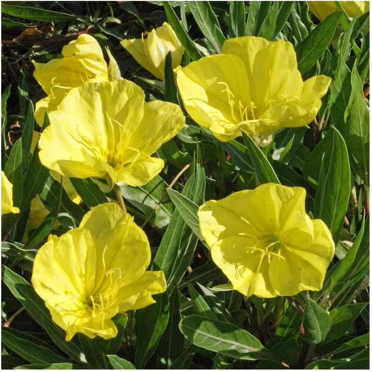 Everwilde Farms - 1 Lb Missouri Evering Primrose Native Wildflower Seeds - Gold Vault
