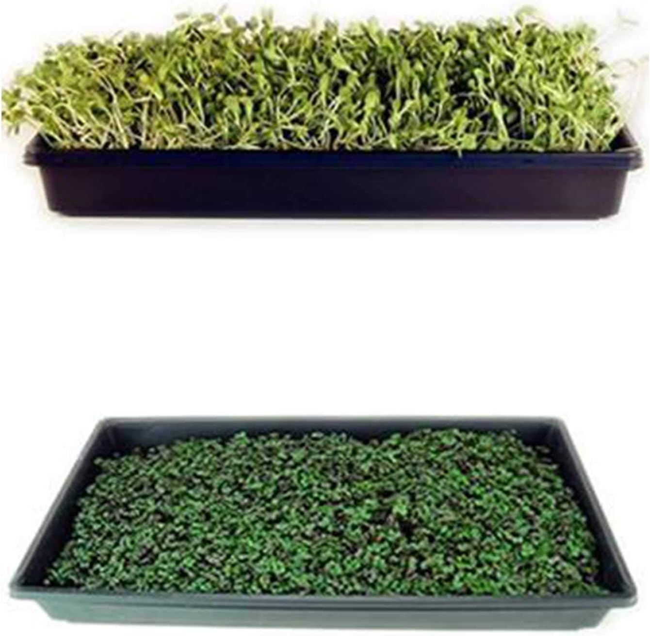 Deluxe Microgreens Growing Kit - Grow Micro Greens & Baby Salad - Soil & Hydroponic Indoor Garden: Complete Step-by-Step Kit