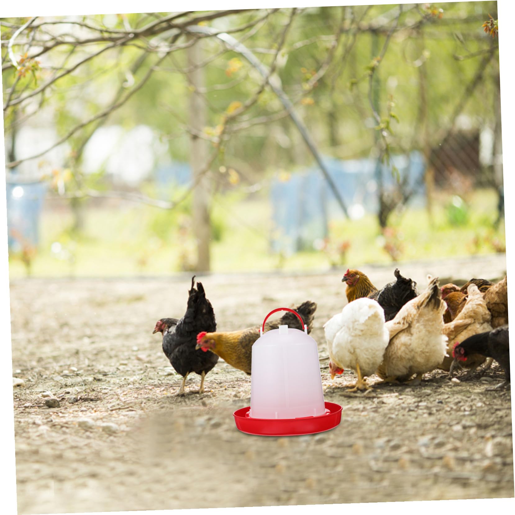 Abbeveratoio Automatico per Galline in Pp, Secchio Robusto