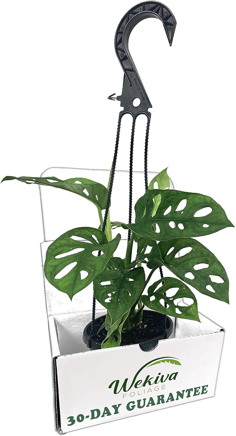 Monstera Swiss Cheese Plant Hanging Basket - Live Plant in a 4 Inch Hanging Pot - Monstera Adansonii - Beautiful Easy to Grow Air Purifying Indoor Plant