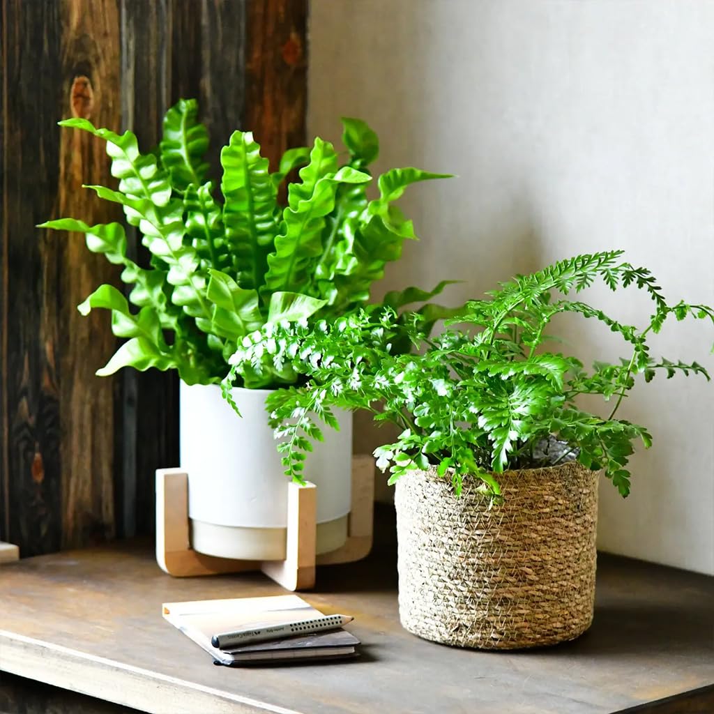 Zimmerpflanze Nestfarn Duo | 2er Farn-Set mit Asplenium nidus & parvati im 10,5–12 cm Topf | pflegeleicht & ungiftig | tropische Pflanzen für Bad, Schlafzimmer & Katzenfreunde | Green Me Up