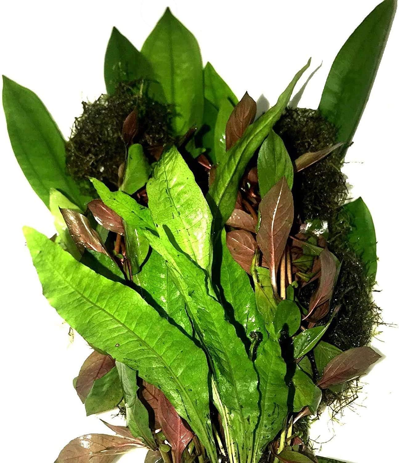 Greenpro Freshwater Live Aquarium Plants Package Value Pack 4 Species Amazon Sword Java Moss Java Fern Ludwigia