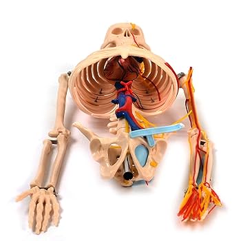 Amazon.co.jp: [JUEKO]人体骨格模型 全身 85㎝ 血管・心臓セット