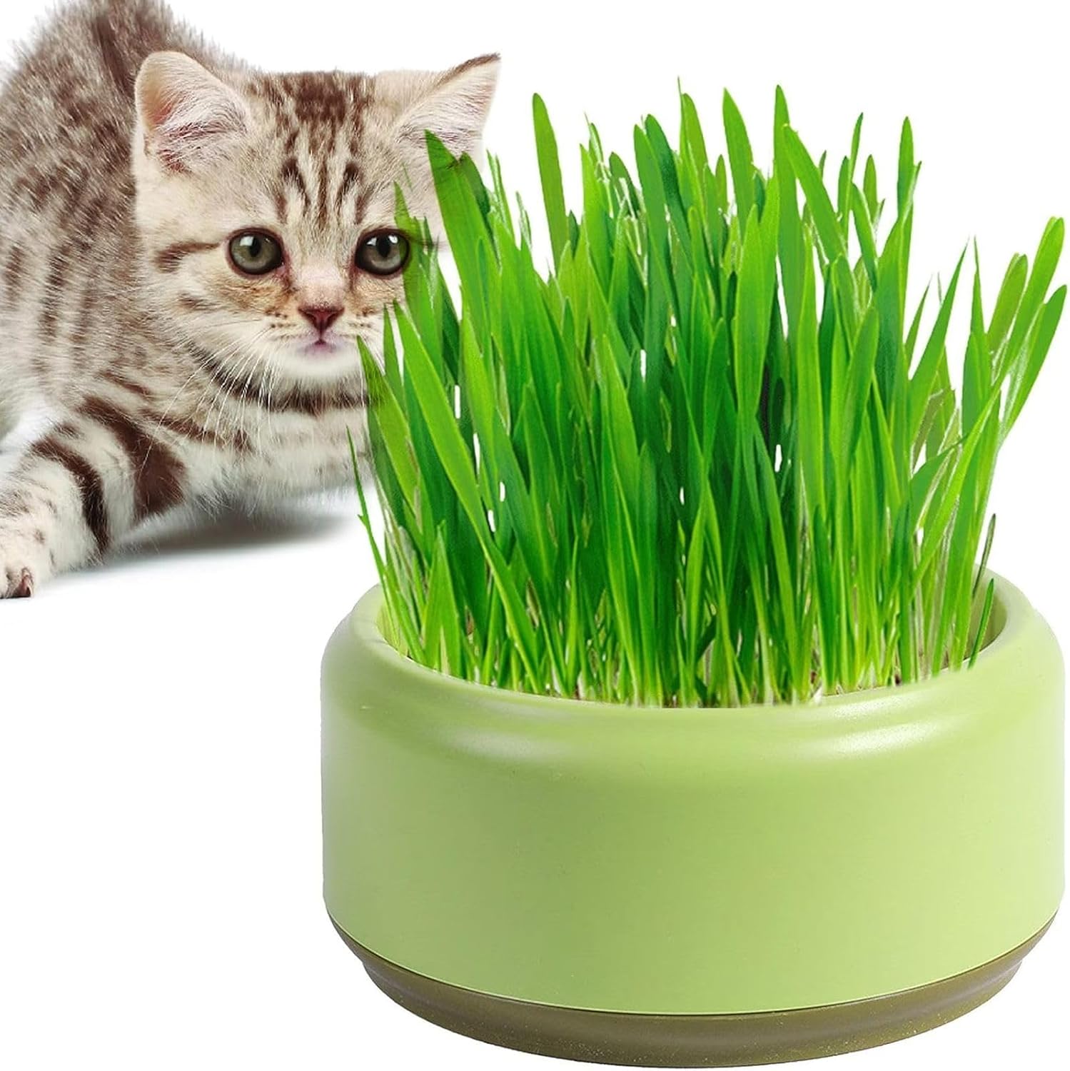 Cat Grass Planter Kit, Cat Grass Box, Pet Cat Grass Growing Planter Box