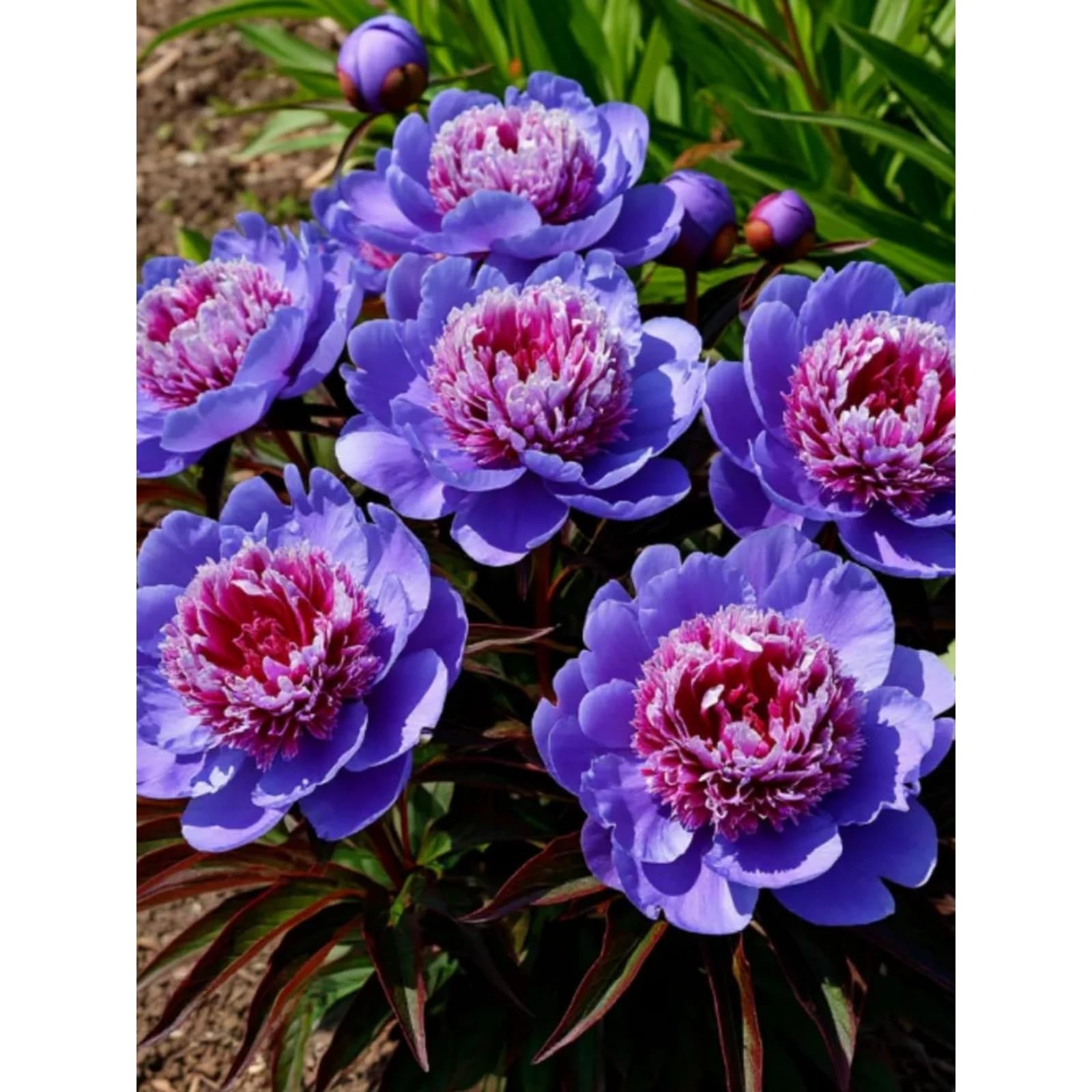 Potted Peony Plants for Sale UK,Feels Beautiful,Peony Mix,Good for Containers,Golden Jade Carving-3 Bulbs-Color-J
