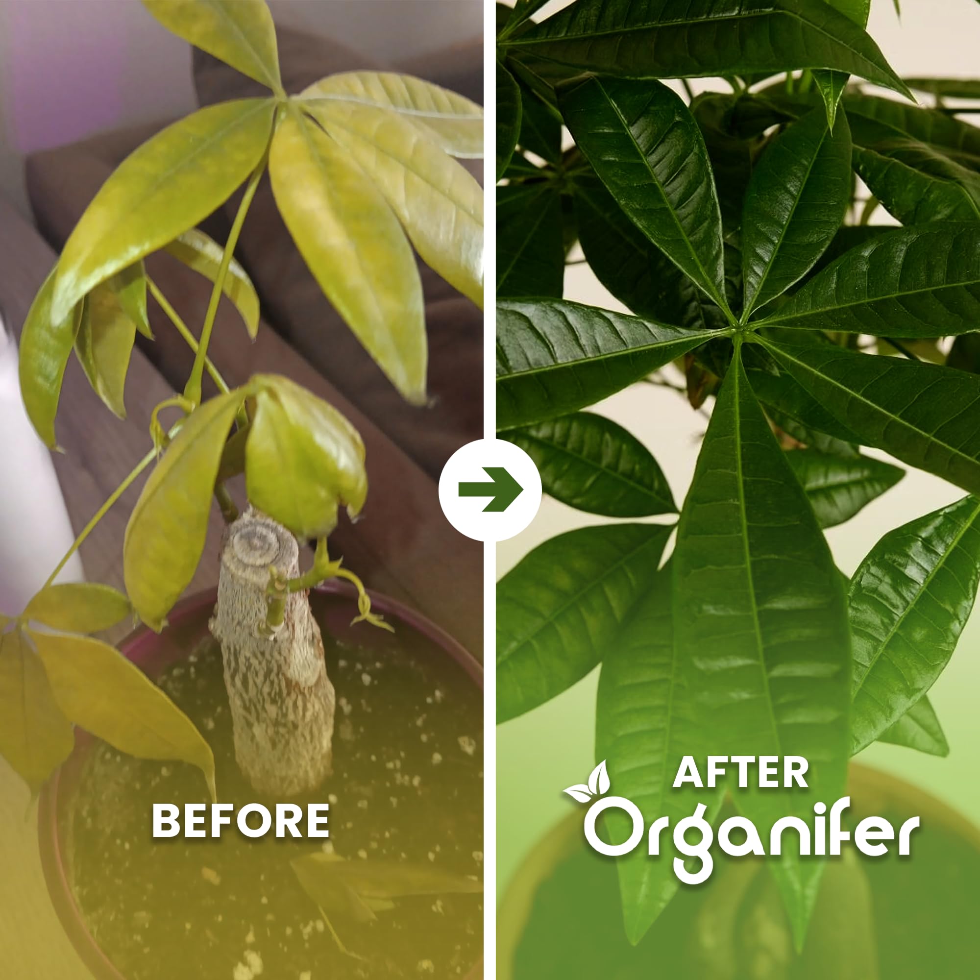 Fertilizzante liquido organico 1L per albero dei soldi – piante forti e fogliame rigoglioso – Organifer