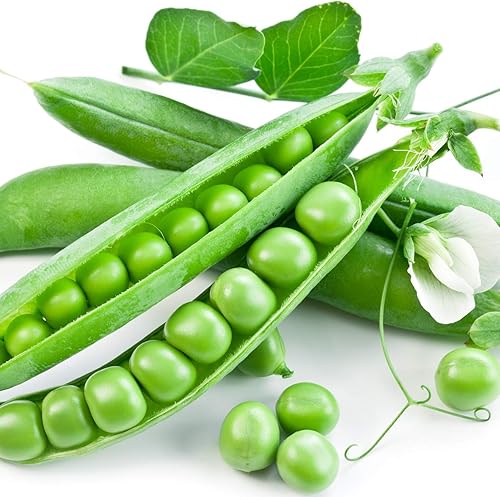 Peas Little Marvel Sweet Dwarf Bush Pea 50 semillas (Pisum sativum) Sin OMG - Polinizado abierto - reliquia
