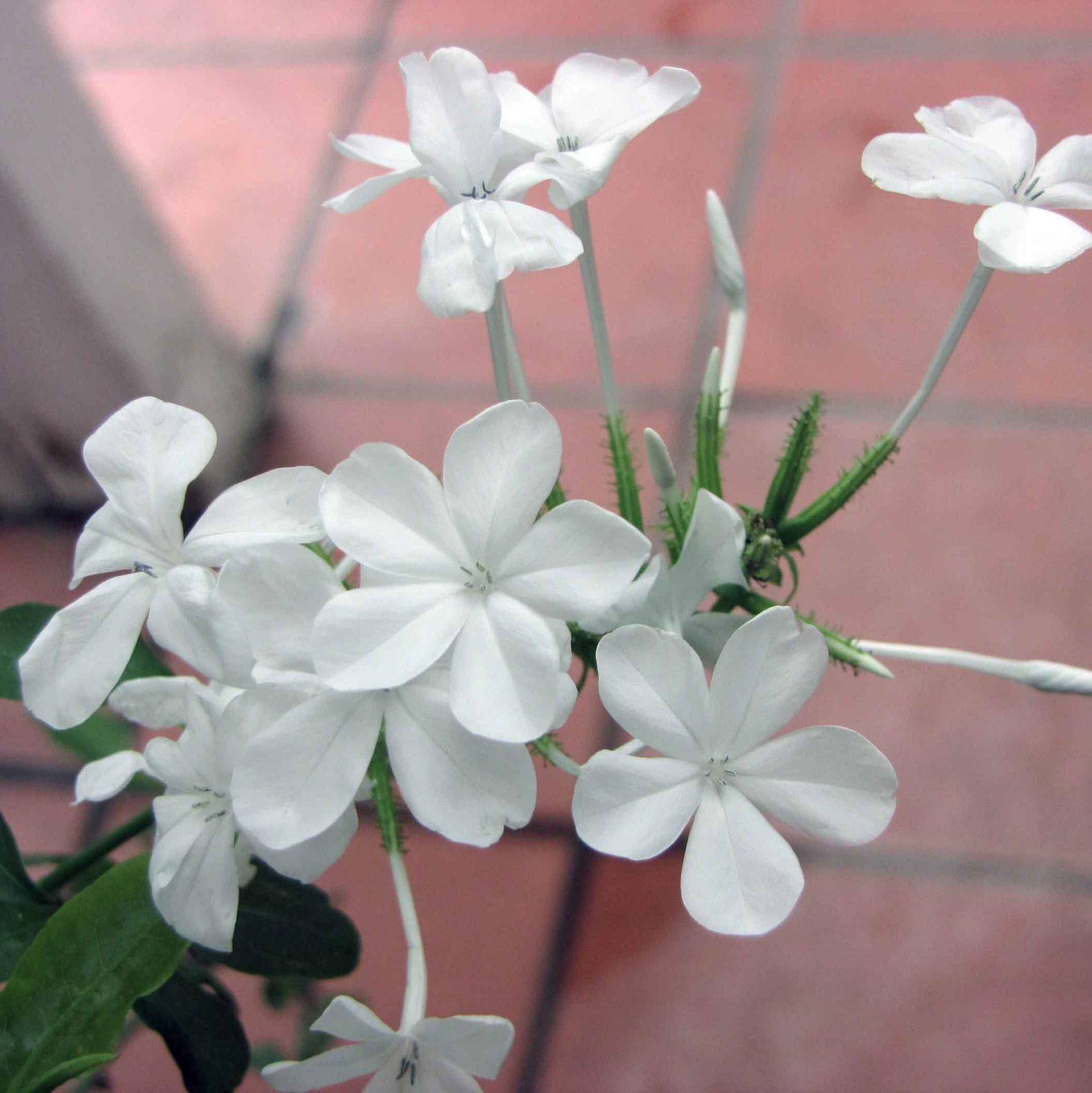 Vivai le Georgiche - Pianta vera di Plumbago capensis "Alba" - vaso Ø 17 cm