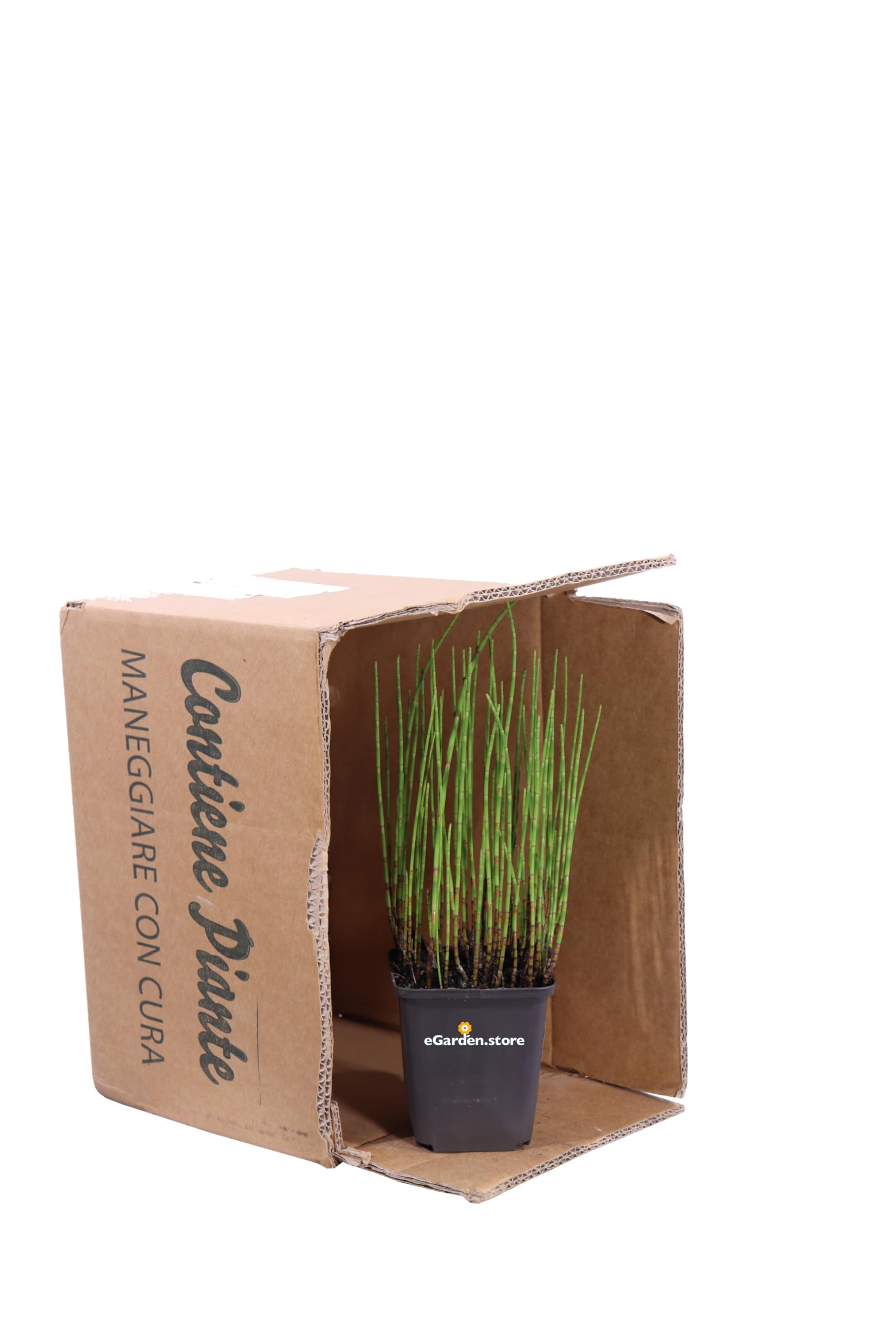 Pianta di Equiseto D'Acqua o Equisetum Fluviatile pianta ornamentale da interno o esterno pianta vera da arredo venduta da eGarden.store