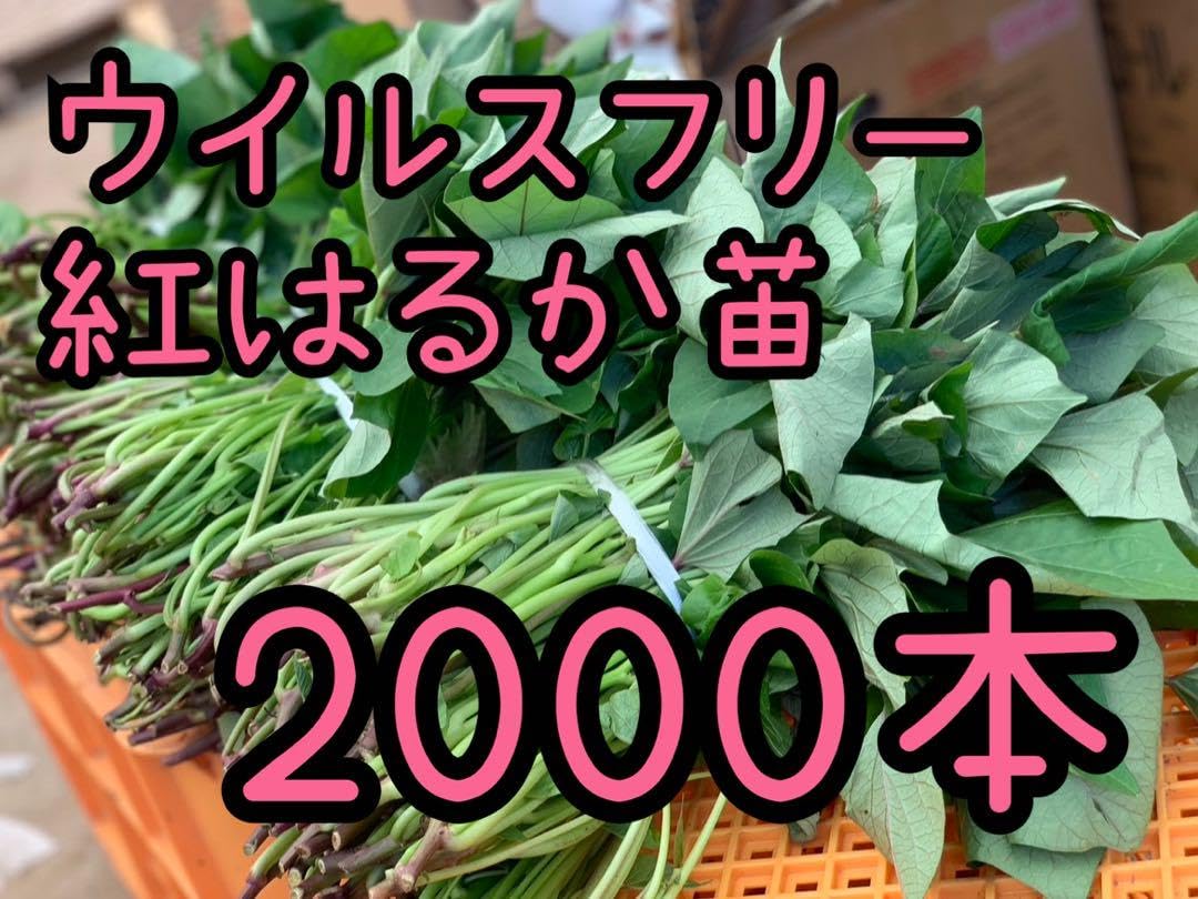 予約対応可！】紅はるか苗☆ウイルスフリー 2000本 【公式通販】