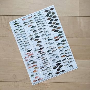 魚譜 魚群】シーボルトコレクション魚譜Tシャツ（高解像・昇華プリント