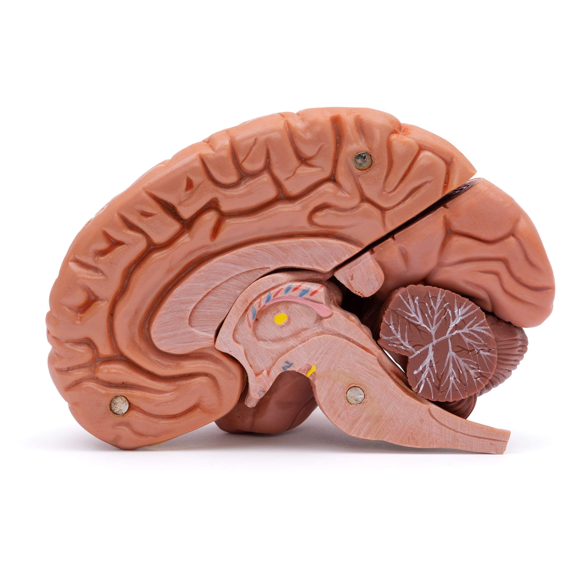 Cranstein A-236 anatomischer Schädel mit 8-teiligem Gehirn | Medizin Studium und Ausbildung | Totenschädel | Schädel Anatomie Modell | Schädel Modell